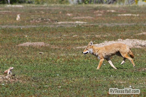 Red Fox in a Prairie Dog Town