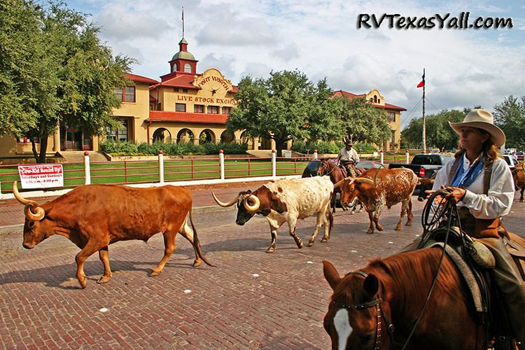 Fort Worth Stockyards Cattle Drive