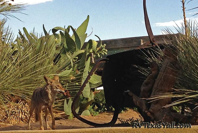 Coyote at Cattleman's Steakhouse