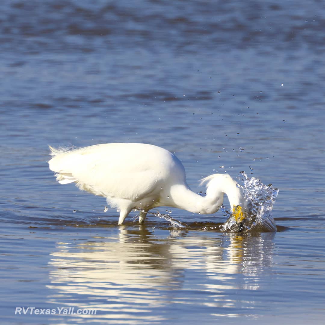Snowy Egret Fishing