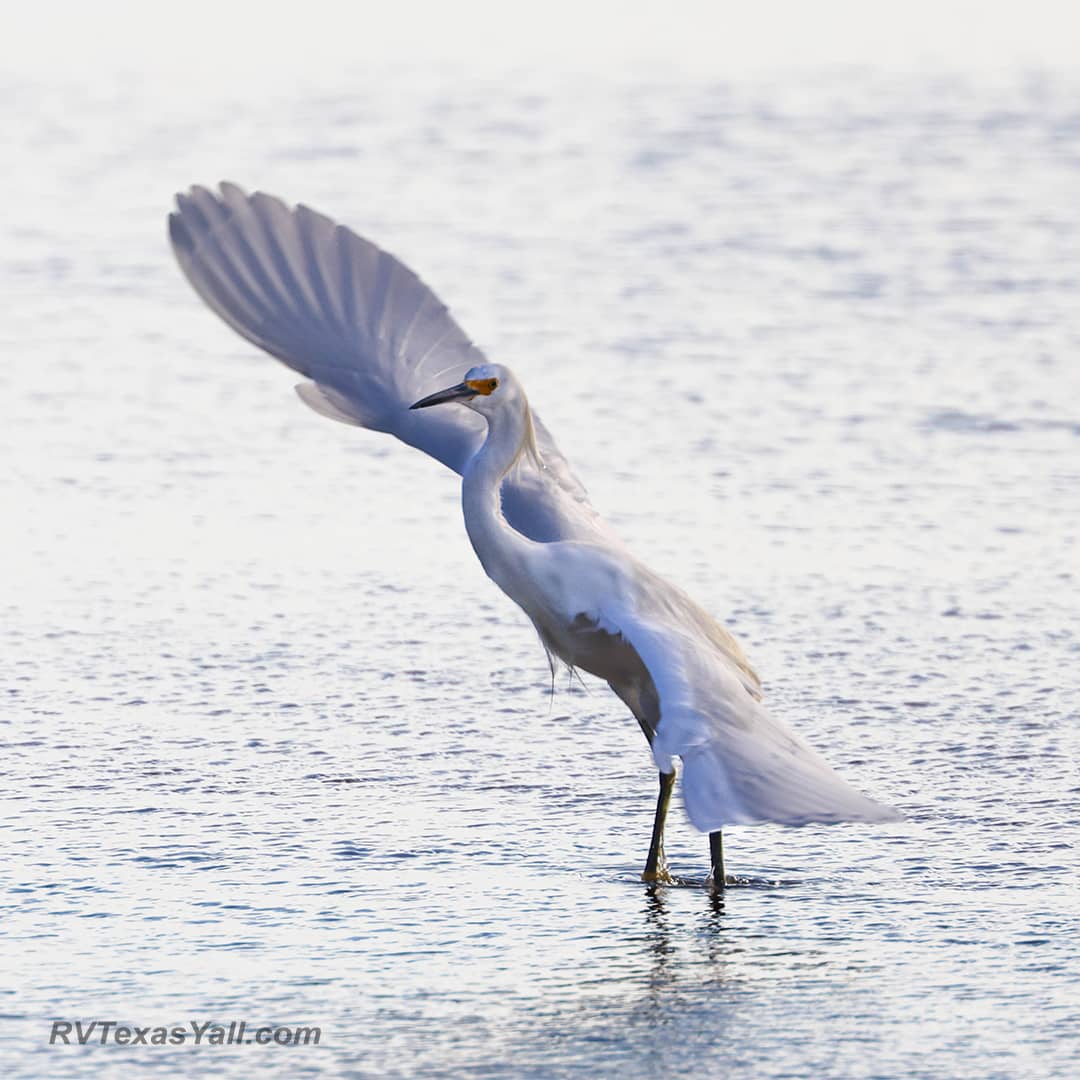 Snowy Egret Showing Off