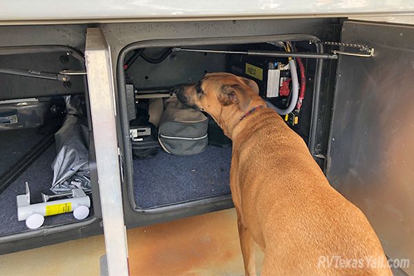 Star Inspecting the Golf Club Storage