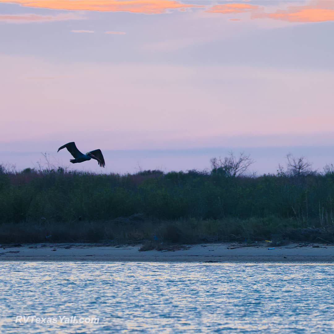 Pelican at Sunset