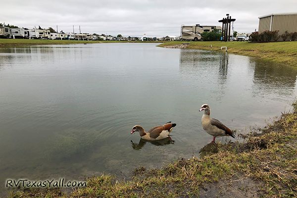 Some of Our Duck Neighbors