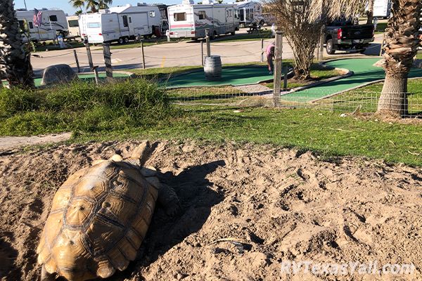 Resident Tortoise Overlooking the Mini Golf