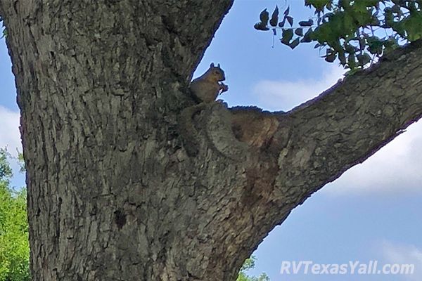 Pecan Park Wildlife