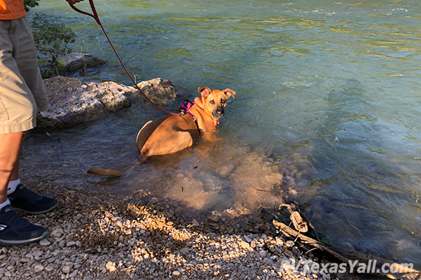 Star Cooling Off in the San Marcos River