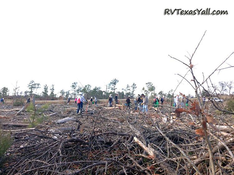 Planting Loblolly Pine Saplings in 2015