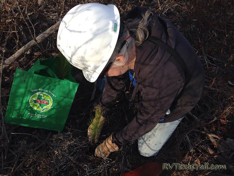 Reforesting Bastrop One Tree at a Time