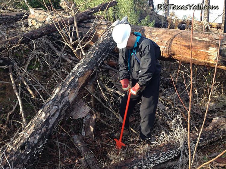 Planting trees at Bastrop State Park