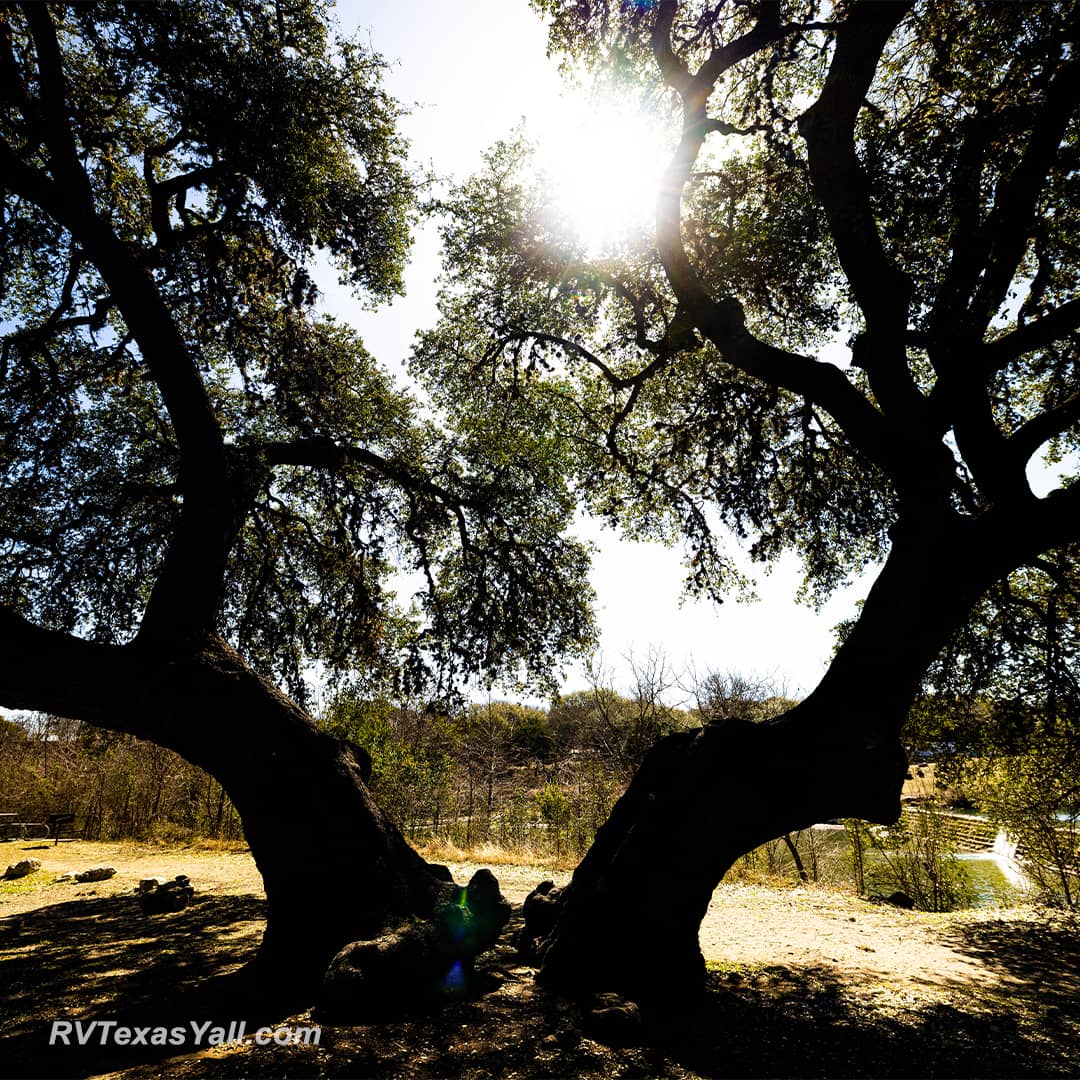 Shade Tree