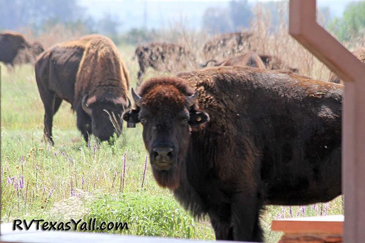 Southern Plains Bison