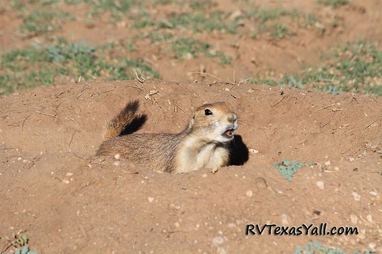 Black Tailed Prairie Dog