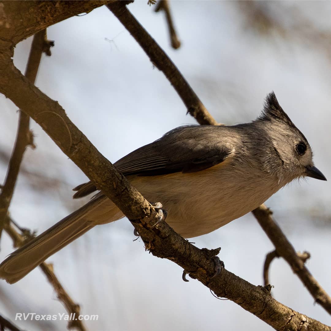 Tufted Titmouse at Choke Canyon State Park