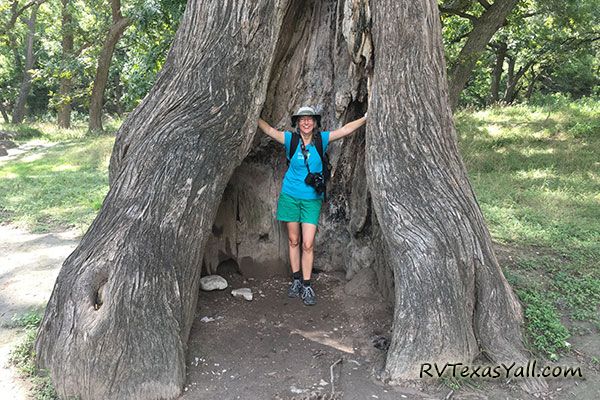 Huge Hollow Cypress Tree