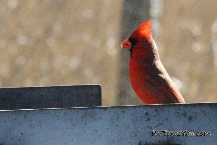 Bird Watching