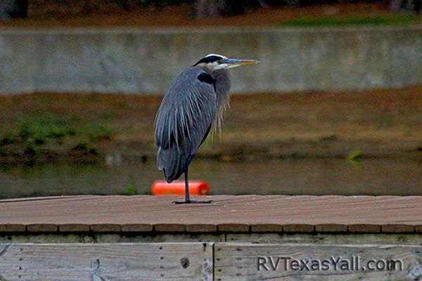 A Great Blue Heron Relaxing on the Pier