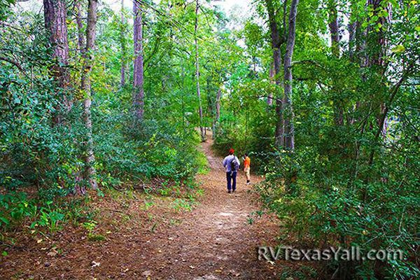 Hiking Amongst the Tall Trees