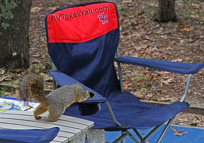 Curious Squirrel