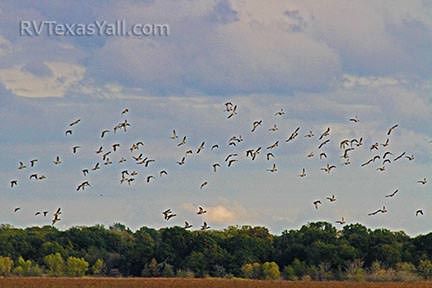 Flock of Birds