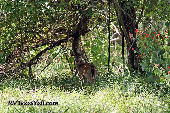 Deer at SFA State Park